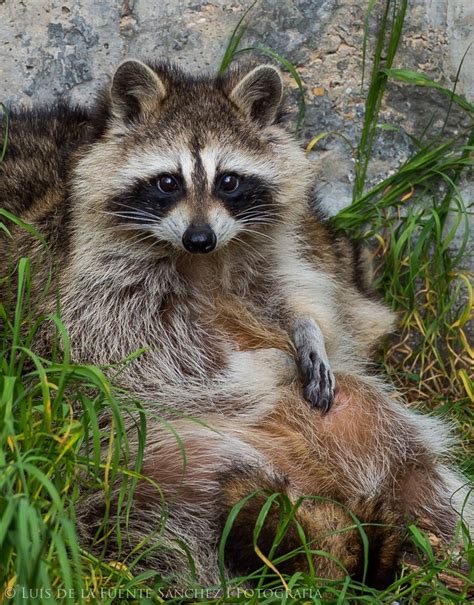 238 Best Cbdell Raccoon And Possum Images On Pinterest