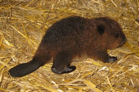 Baby Beavers Born Just In Time For Fathers Day Baby Beaver Baby