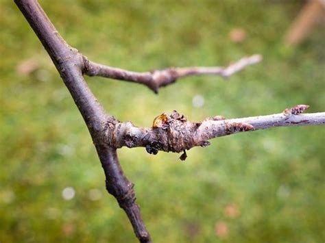 12 Cherry Tree Pests And Diseases You Need To Watch For