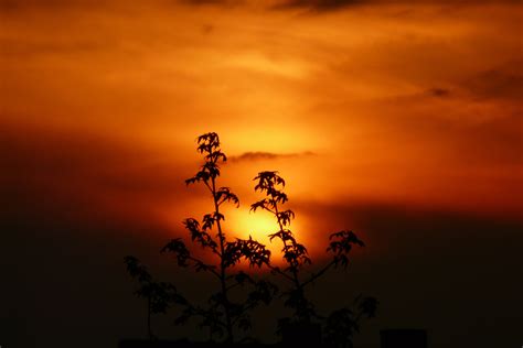 Silhouette Photo A Tree During Golden Hour Hd Wallpaper Wallpaper Flare