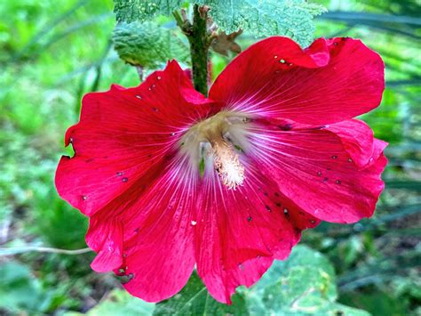 Fotd 5th July 2020 Hollyhock Chronicles Of An Anglo Swiss