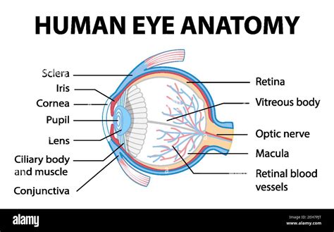 Diagram Of Human Eye Anatomy With Label Illustration Stock Vector Image