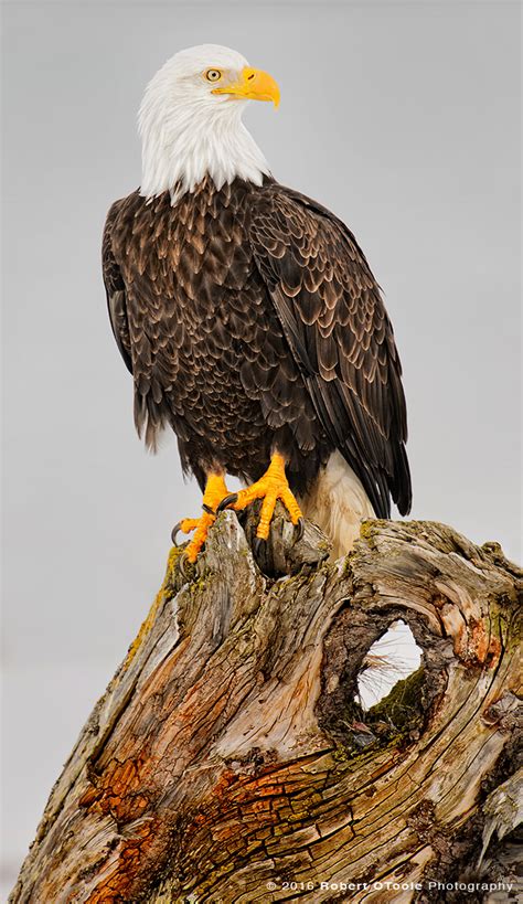 Eagles — Robert Otoole Photography