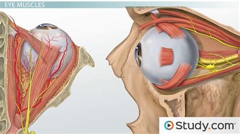 Left side head and neck pain. Muscles of the Head and Neck: Anatomy, Motion & Support ...