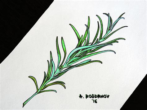 Rosemary Drawing ~ Herb Bundle Rosemary Illustration Thyme Parsley