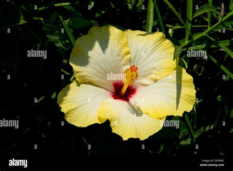 A Brightly Coloured Yellow Hibiscus Flower Growing On The Island Of
