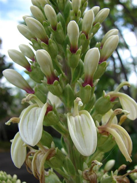 Filestarr 080716 9272 Lobelia Boninensis Wikimedia Commons