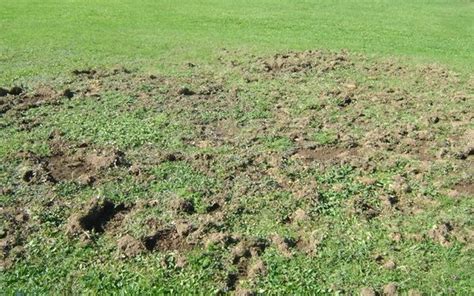 Small Holes In Lawn Overnight Causes How To Fill Them