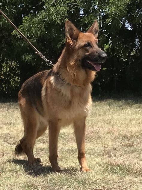 Osha Vom Nevadahaus German Shepherd Breeding Females Nevada Haus