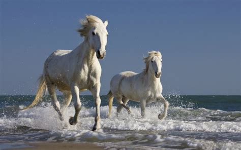 Horses High Definition Wallpapers