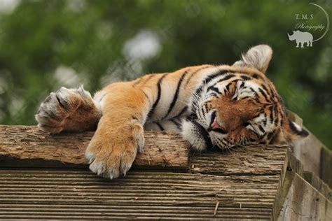 Amur Tiger Cub Sleeping Zoochat