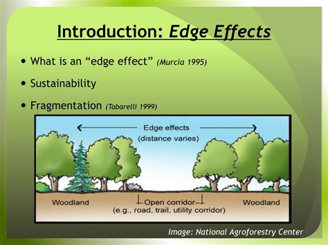 43 What Is Edge Effect Top Educational Blog