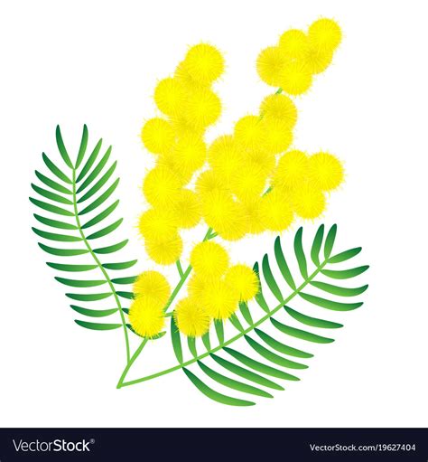 Yellow Mimosa Flower Royalty Free Vector Image