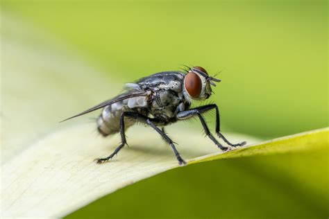 Black Fly Free Photo Download Freeimages
