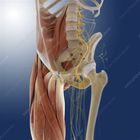 Lower Body Anatomy Artwork Stock Image C0145576 Science Photo