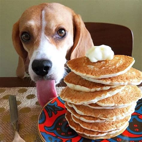 14 Funny Beagle Facts To Make You Smile Petpress Baby Beagle Beagle