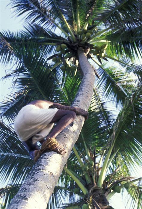 Sri Lanka Hikkaduwa Coconut Plantation Editorial Photography Image Of