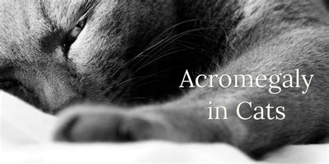 Does my cat have acromegaly? Acromegaly (Hypersomatotropism) in Cats | Cat-World