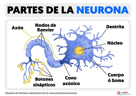 Partes De La Neurona Estructura De La Neurona