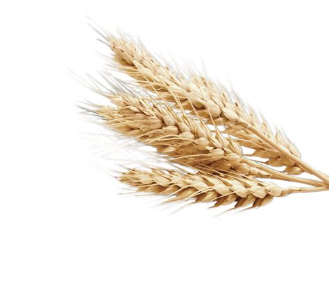 Wheat Png Image For Free Download