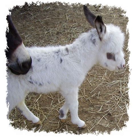 Best Images And Pictures Ideas About Cute And Adorable Dwarf Donkey