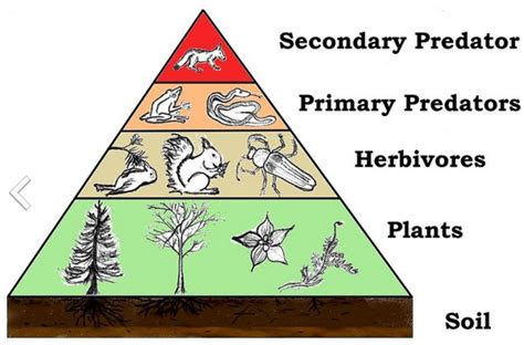 Trophic Levels And The Food Chain Hubpages
