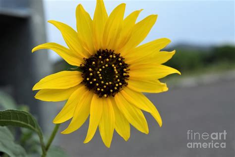 Sunflowers Brighten Your Day Photograph By Janet Marie