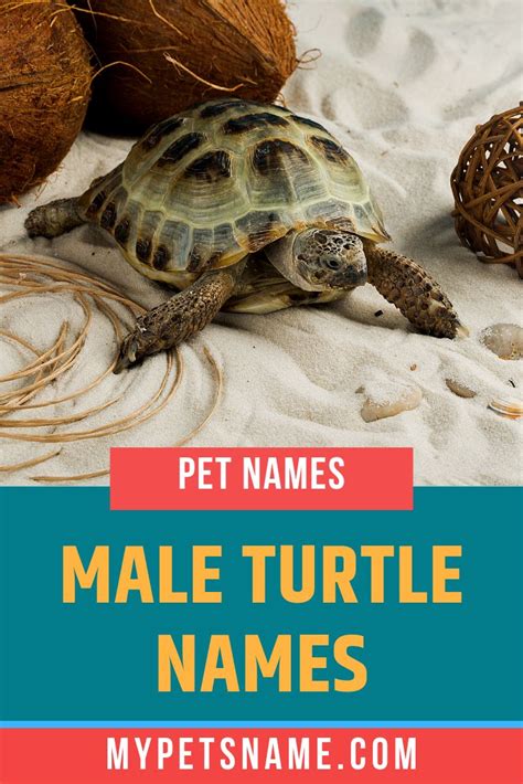 Below are some ideas for baby boy names that start with l based on data from the social security administration. Inspiration for the male turtle names can be drawn from ...