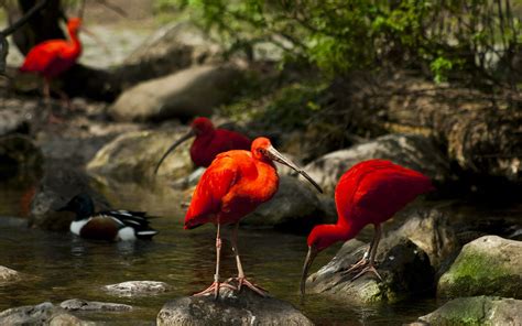 Scarlet Ibis Image Id 312172 Image Abyss