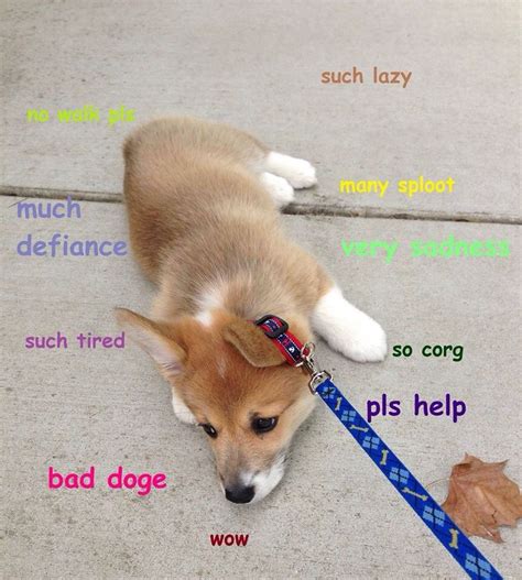 Doge Meme Corgi Puppy Cute Funny Animals Corgi Memes