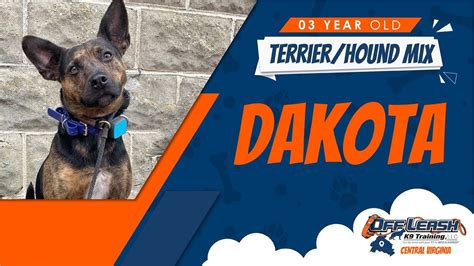 3yo Terrierhound Mix Dakota Best Dog Trainers In Fxbg Youtube