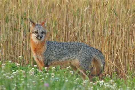 United States Male Gray Fox