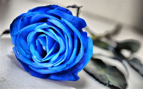 Blue Rose Flowers Wallpaper 33341025 Fanpop