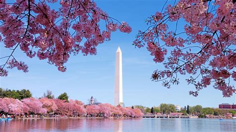 National Cherry Blossom Festival 2019 When Is Peak Bloom How To Go