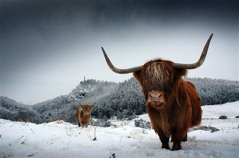 Highland Cows In Winter Above Comrie In Perthshire Scotland Etsy