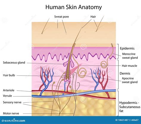 Human Skin Anatomy Labeled Version Stock Vector Illustration Of