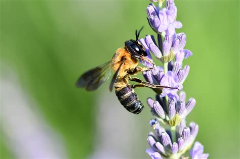 黒い蜂は5種類もいる！ガラの悪そうな黒蜂たちの危険レベルと対処法 ハチ110番