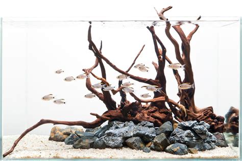 Driftwood In Aquarium Gallery Aquascaping Inspiration Aquarium