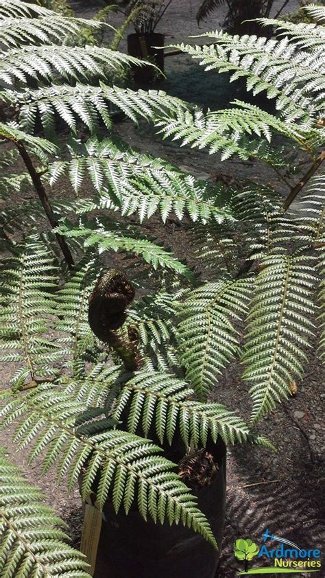 Cyathea Medullaris Mamaku Black Tree Fern Native To New Zealand Fast