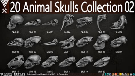 Animal Skulls Collections Cgtrader