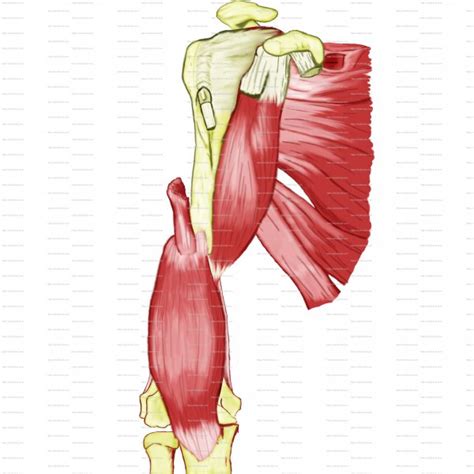 Muscles of the thorax & abdomen | anatomy model. Anatomy Posters - Spontaneous Muscle Release TechniqueSpontaneous Muscle Release Technique