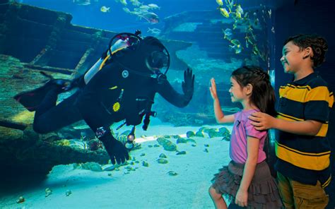 Sea Aquarium Singapore Tickets 2022 Top Rated Experience Headout