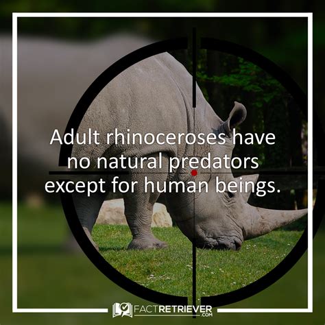 45 Random Facts About Rhinoceroses Rhino Facts