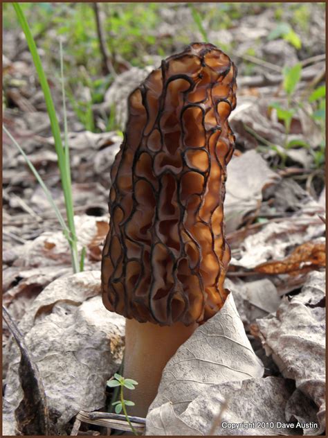 Black Morel Mushroom | Well Finally, the morels are starting… | Flickr