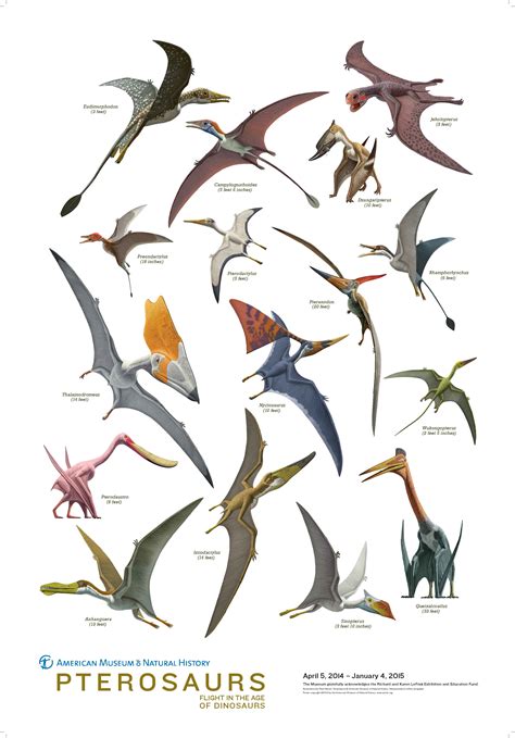 Pterosaurs Dinosaur Illustration Prehistoric Animals Dinosaur Art