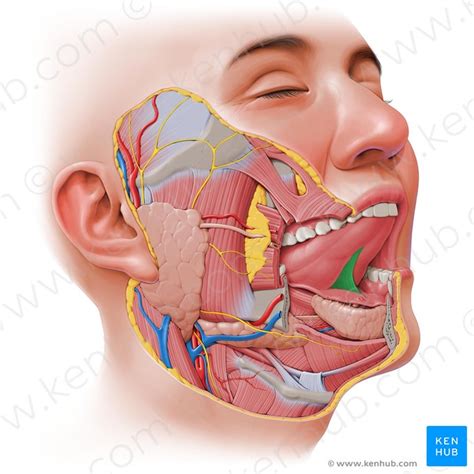 diario Sucediendo Accesible mouth anatomy under tongue Respiración oro