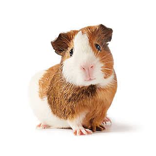 Small Pets for Sale: Hamsters, Gerbils, Mice & More | PetSmart