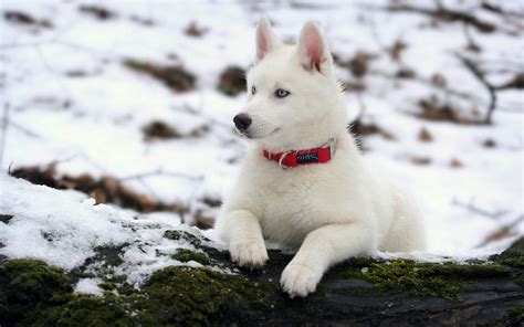 White Husky Puppy With Blue Eyes