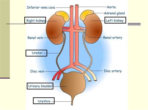 Urinary System An Overview Passionate In Knowledge