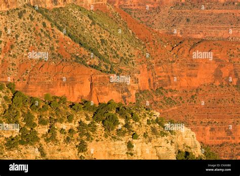Overgrown Rock Walls Of The Grand Canyon Usa Arizona Grand Canyon